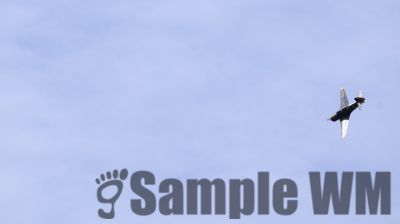 IMG_0399
Keywords: junkers,Mustang,P51,Electra,Blanik,Messerschmitt,ME262,BF 109,Spitfire,Corsair,Lockheed,P38 Lightning